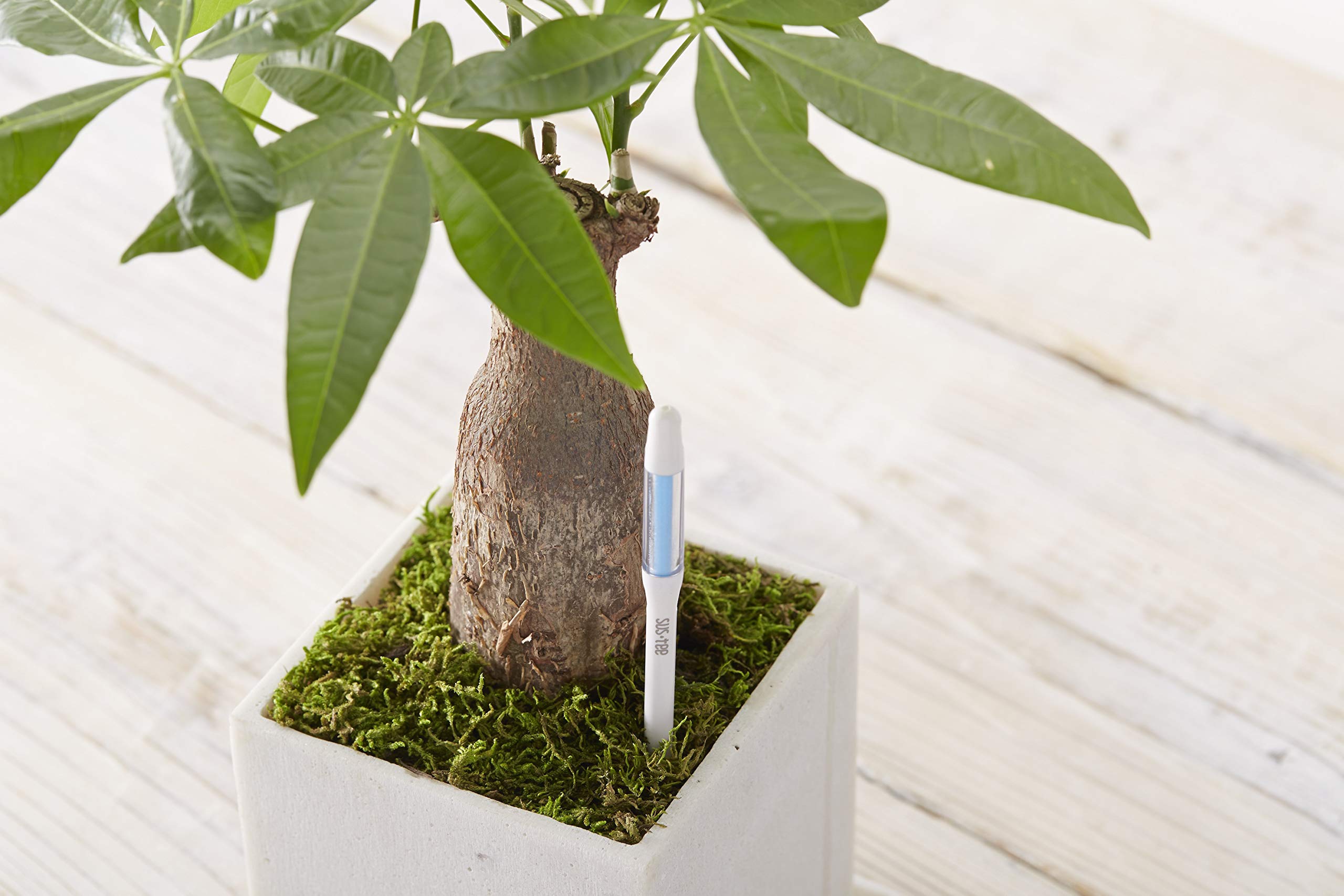 Sustee side profile showing slim dimensions useful for fitting small to medium pots