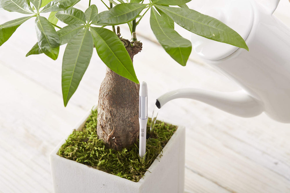 Sustee medium stick beside ruler showing fit for 3.5 to 6 inch pots