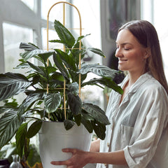 SWANGSA trellis beside a ruler illustrating 3ft height for scale and planning
