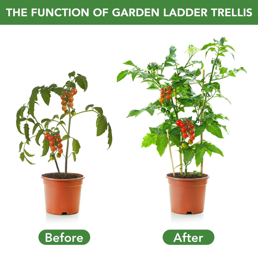 SWANGSA trellis beside hand showing 35.5-inch height for scale and fit