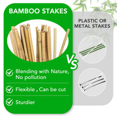 SWANGSA bamboo stake supporting a tomato plant in a pot demonstrating stable growth and reduced stem breakage
