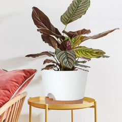 SwinDuck planter in use with fiddle leaf fig, keeps soil evenly moist and tidy
