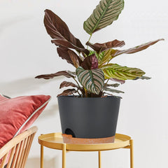 SwinDuck planter with saucer beside ruler showing scale and space-saving footprint