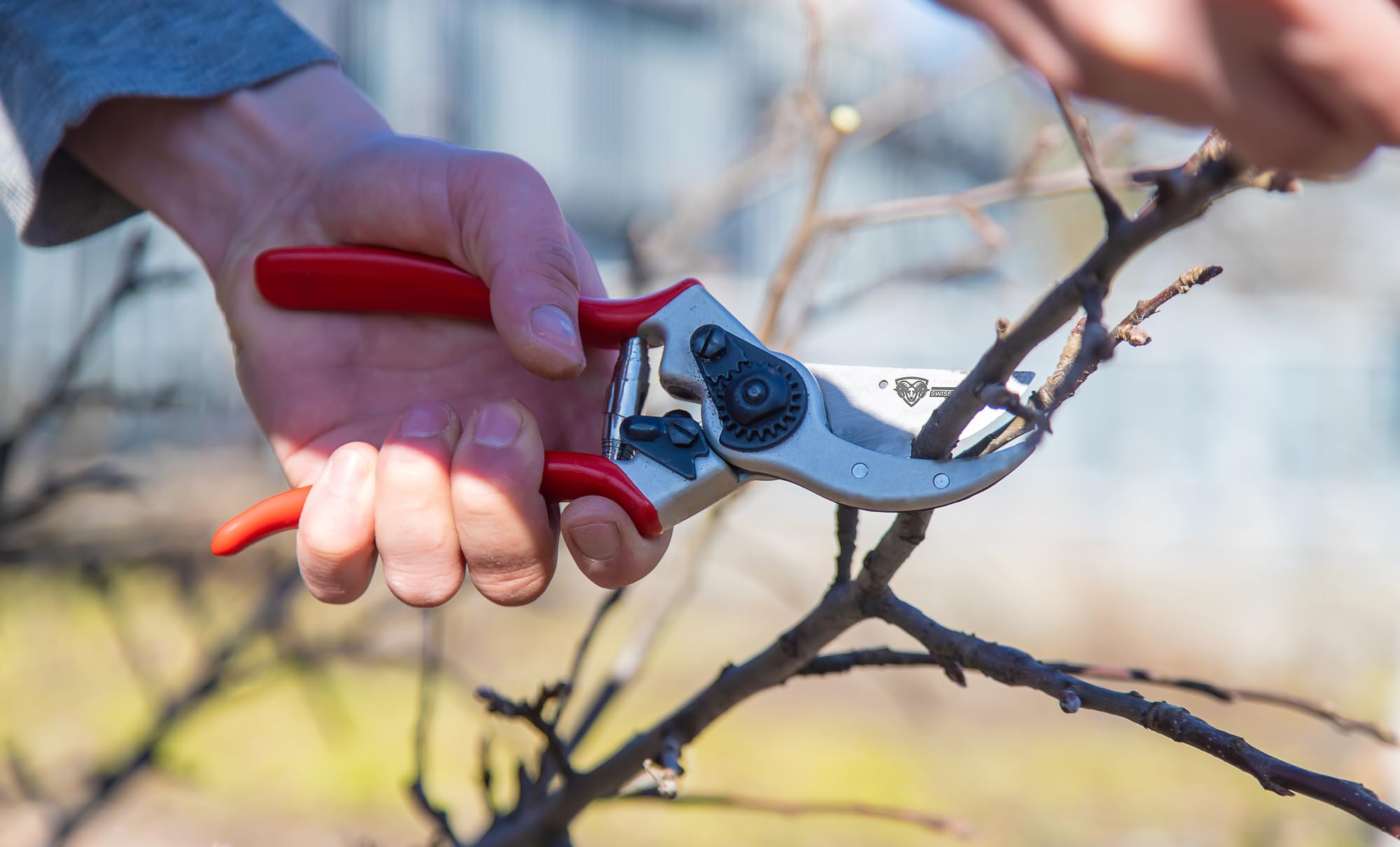 SwissCut Pro cutting a rose stem showing precise bypass action for healthier plants