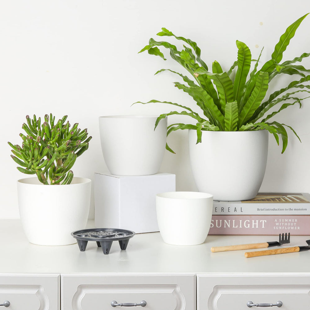 T4U succulents displayed on shelf illustrating tidy low-maintenance styling