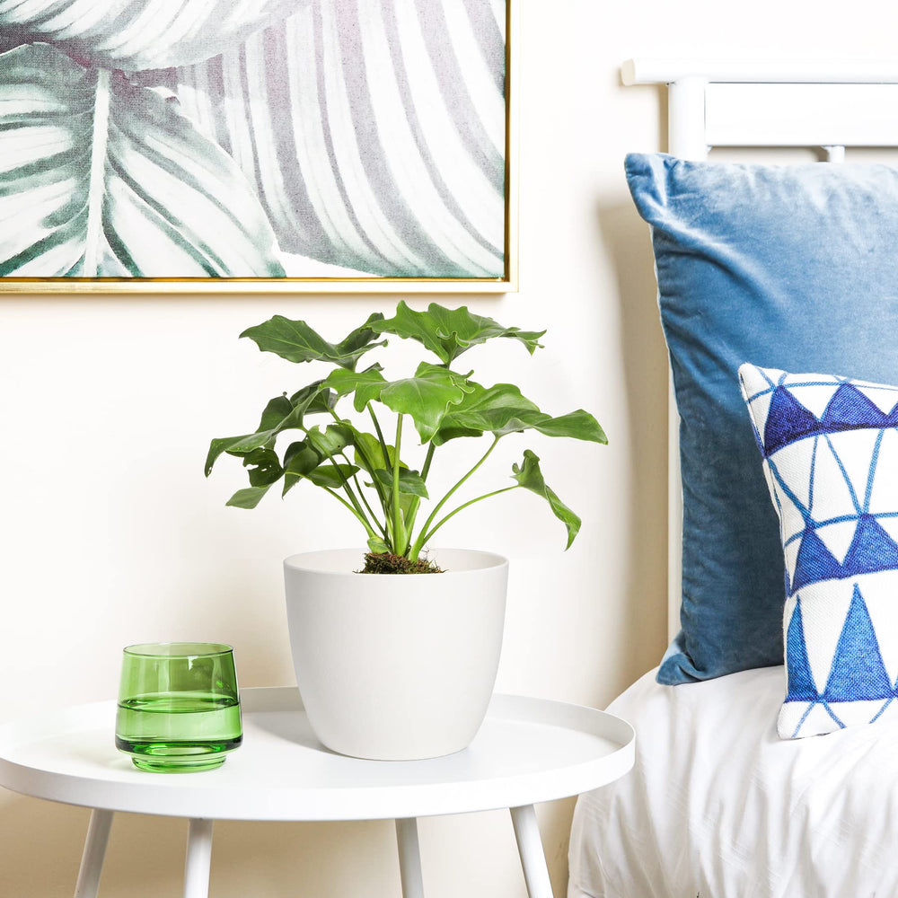 T4U on a sunny window sill showing bright decorative placement benefit
