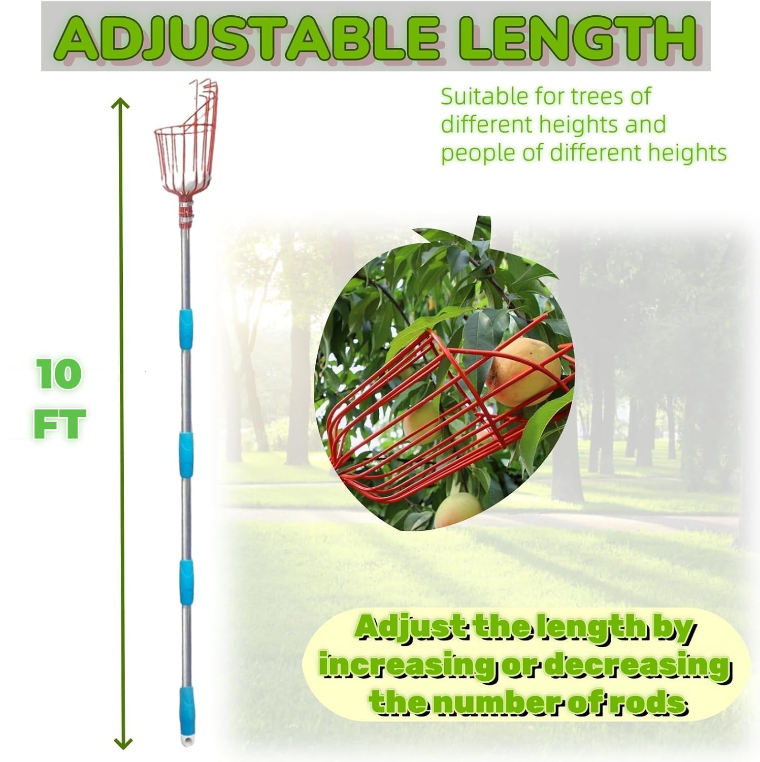 TAILERNRUYE extended to 10 ft reaching high fruit for ladder-free harvesting