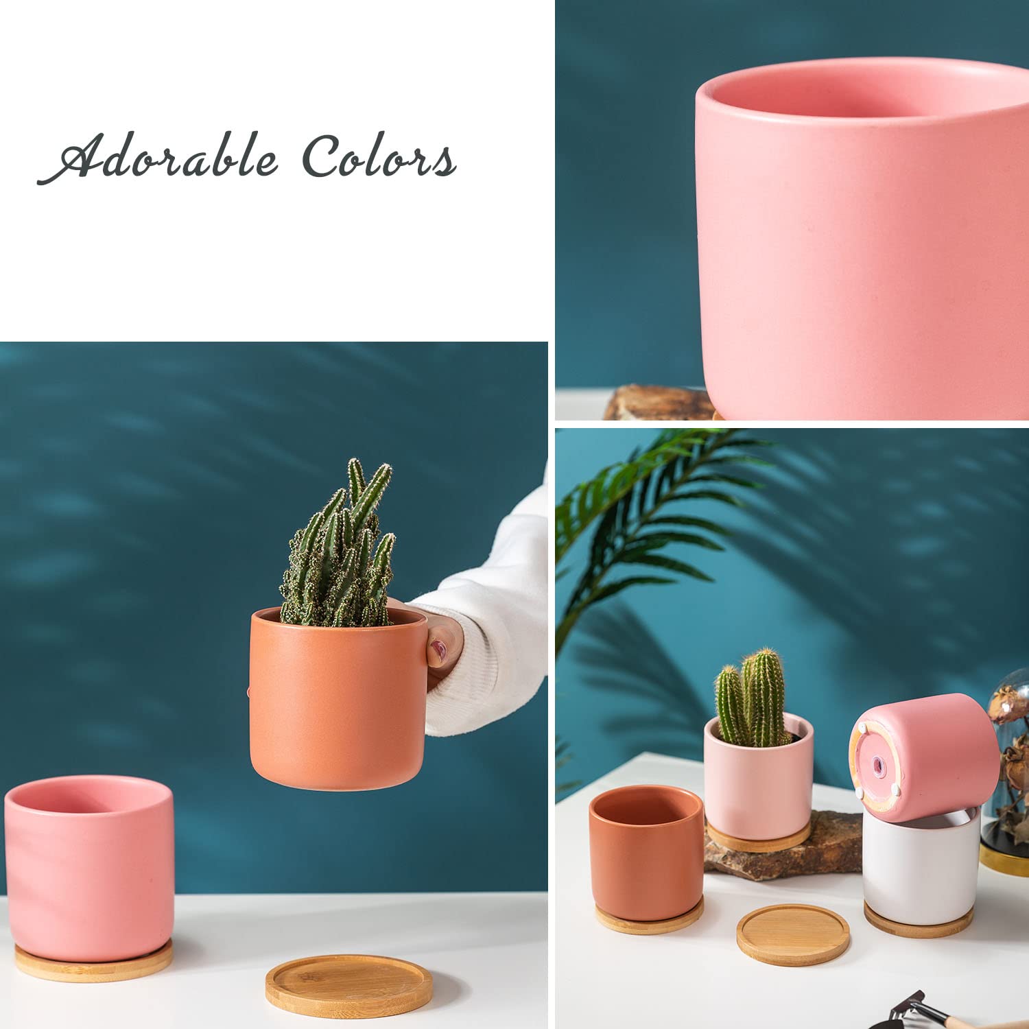 TAMAYKIM scale comparison on table showing correct small-plant size