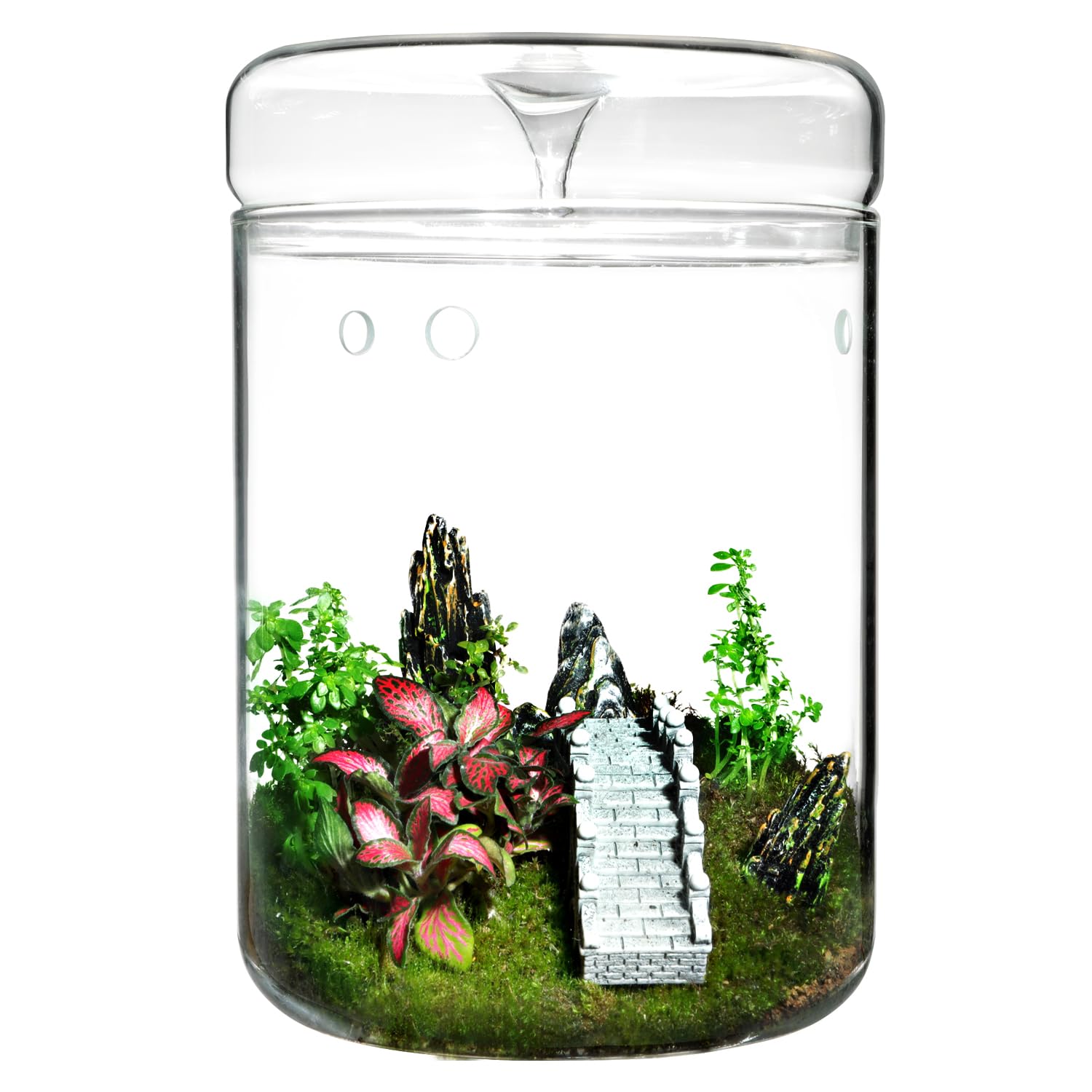 Tanzeon front view of closed terrarium jar showing compact planted display and easy decor