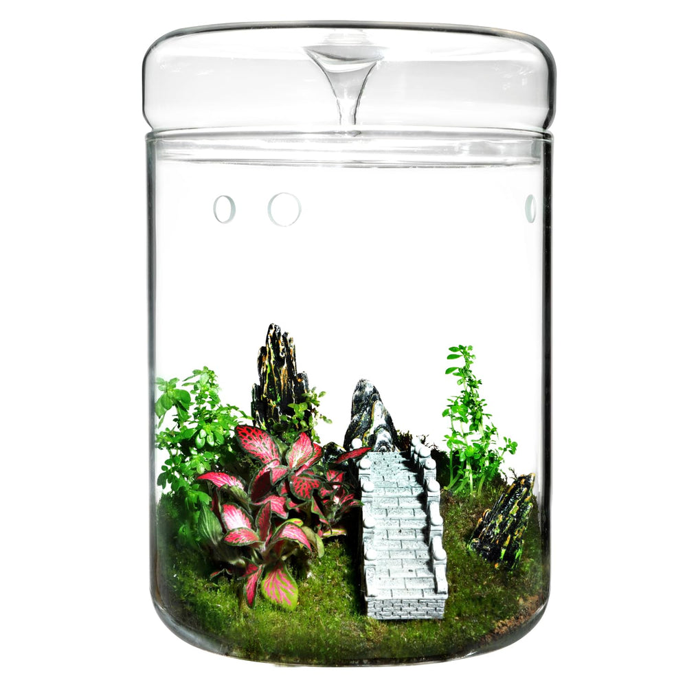 Tanzeon front view of closed terrarium jar showing compact planted display and easy decor