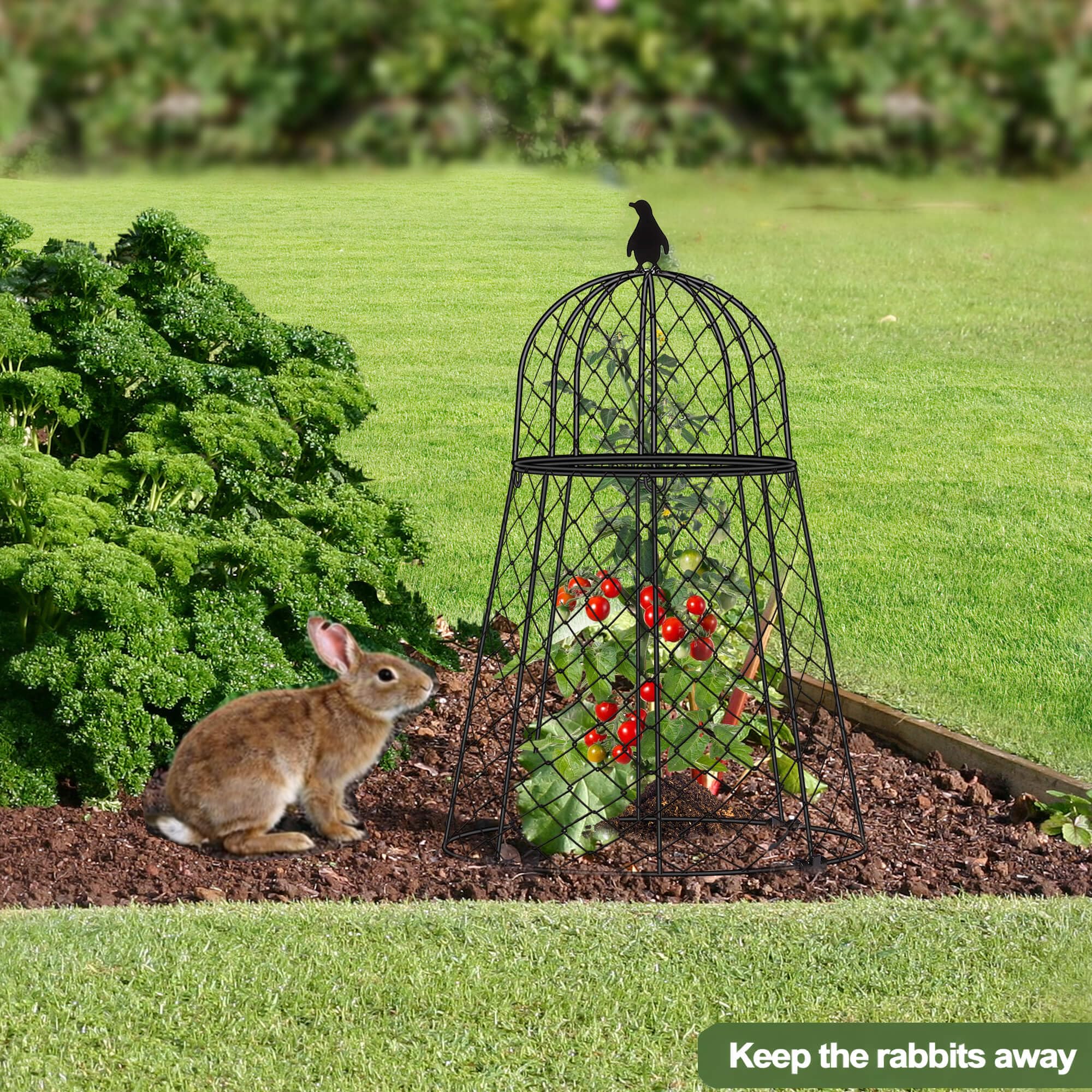 TAOMENNI six cloches arranged in a garden to protect multiple plants
