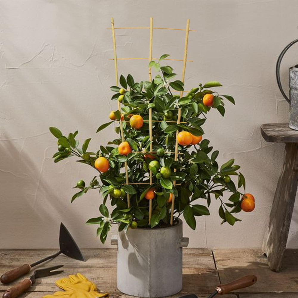 Taoskai trellis base inserted into soil showing stable ground anchoring for outdoor plants