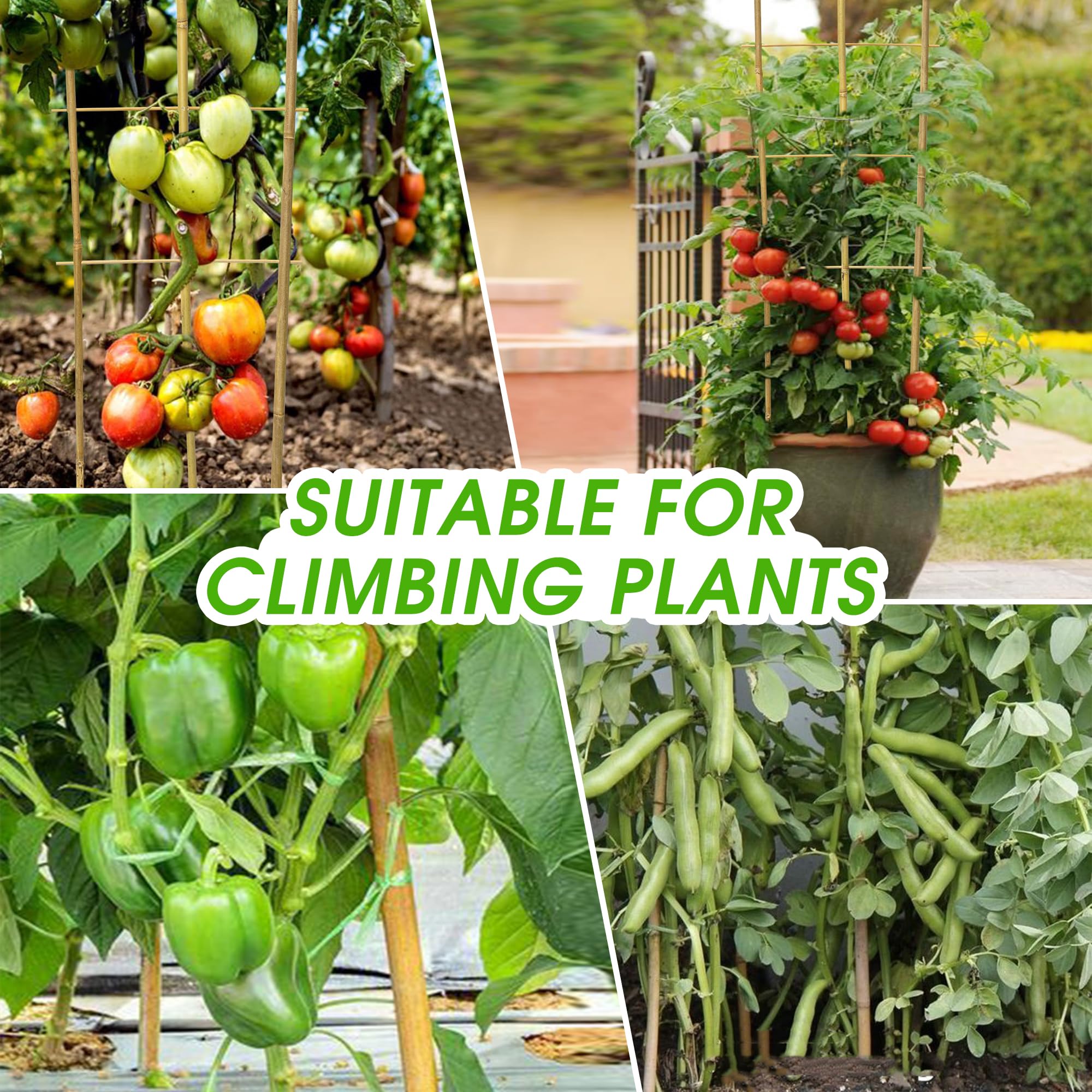 Taoskai trellis supporting tomato vines highlighting easier harvesting