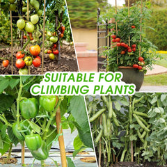 Taoskai trellis supporting tomato vines highlighting easier harvesting