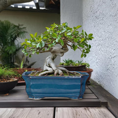 Teagas drainage hole and wiring ports visible to support root health and styling