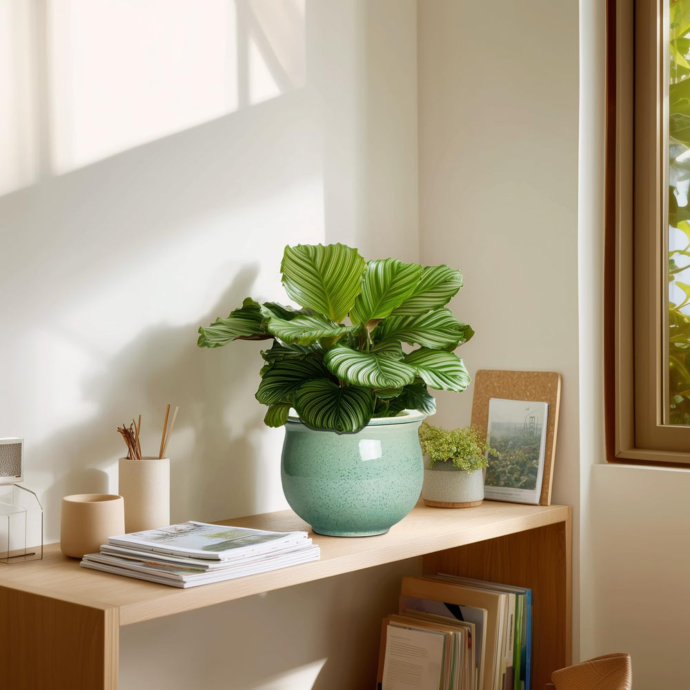 Teagas lifestyle desk display demonstrating stylish plant decor and low-maintenance care