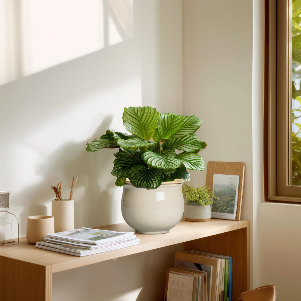 Teagas lifestyle on shelf bathroom showing decorative accent and moisture-stable benefit