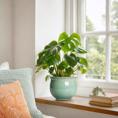 Teagas planter with African violet in use on windowsill providing sustained root hydration