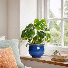 Teagas planter with African violet demonstrating healthy plant display