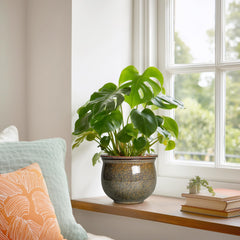 Teagas planter staged with African violet conveying decorative, low-maintenance gifting