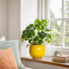 Teagas planter with African violet displaying healthy compact growth