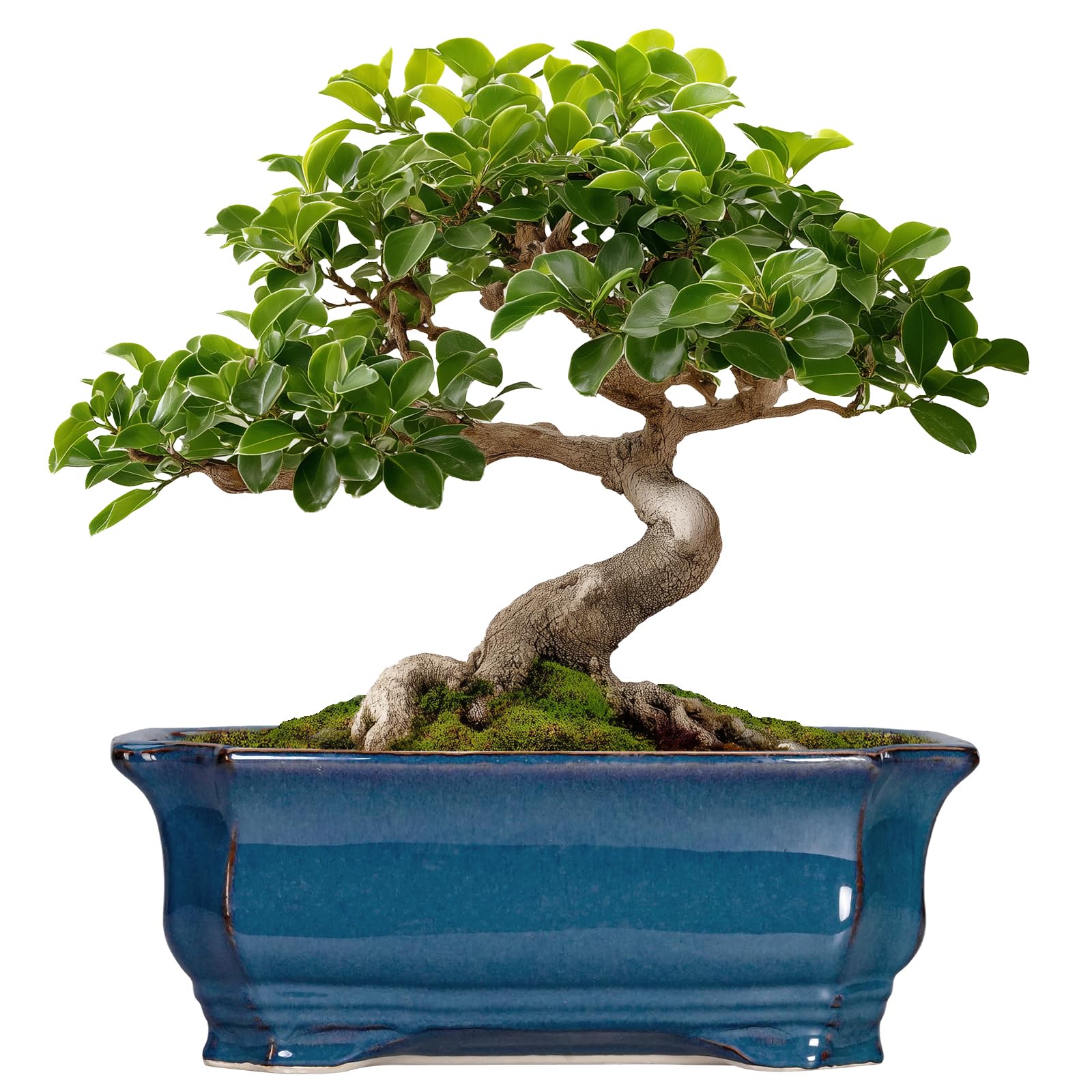 Teagas rectangular planter front view showing retro blue finish and clean edges, stylish display