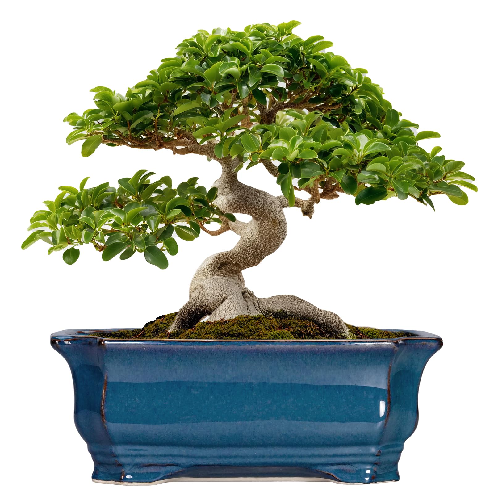 Teagas retro blue front view showing elegant rectangular planter and curb appeal