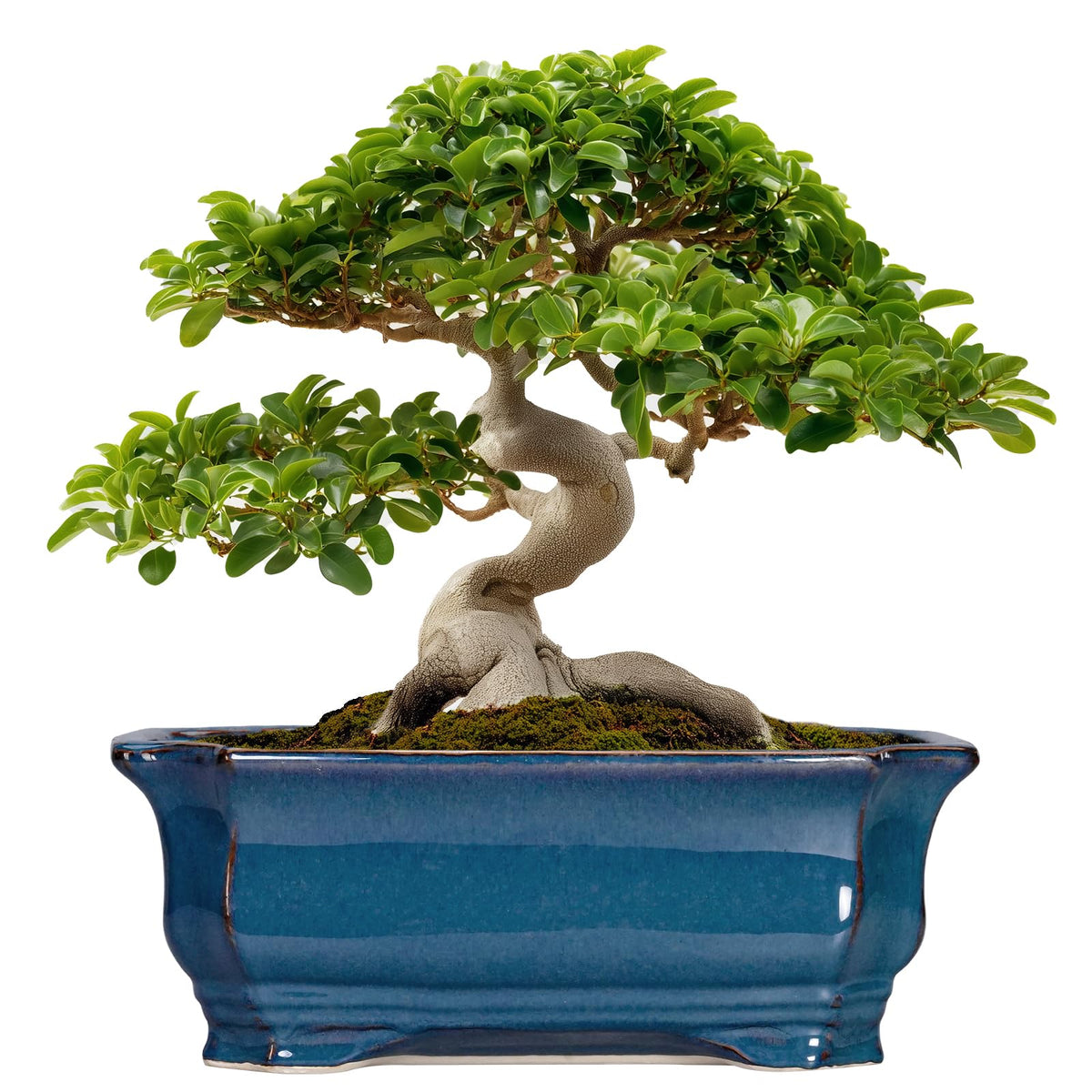 Teagas retro blue front view showing elegant rectangular planter and curb appeal
