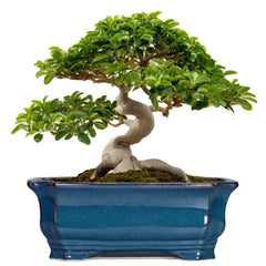 Teagas retro blue front view showing elegant rectangular planter and curb appeal