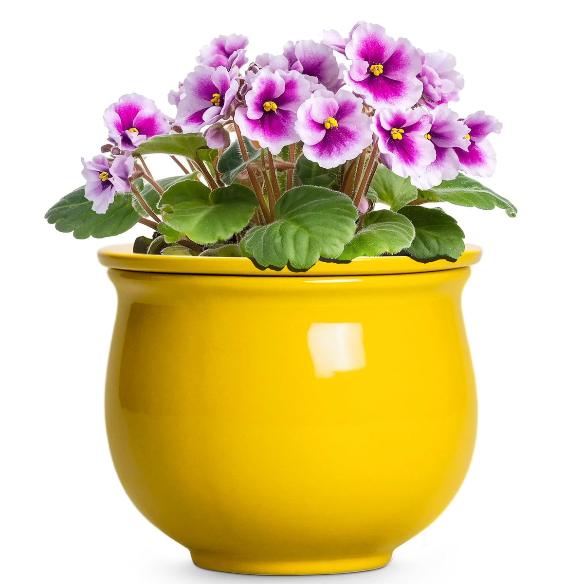 Teagas yellow ceramic planter front view showing clean design and easy styling