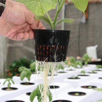 Tectsia net cup supporting an orchid in a lifestyle setup promoting healthy roots