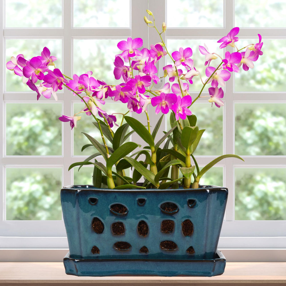 Teenyyou blue ceramic orchid pot front view, decorative and durable