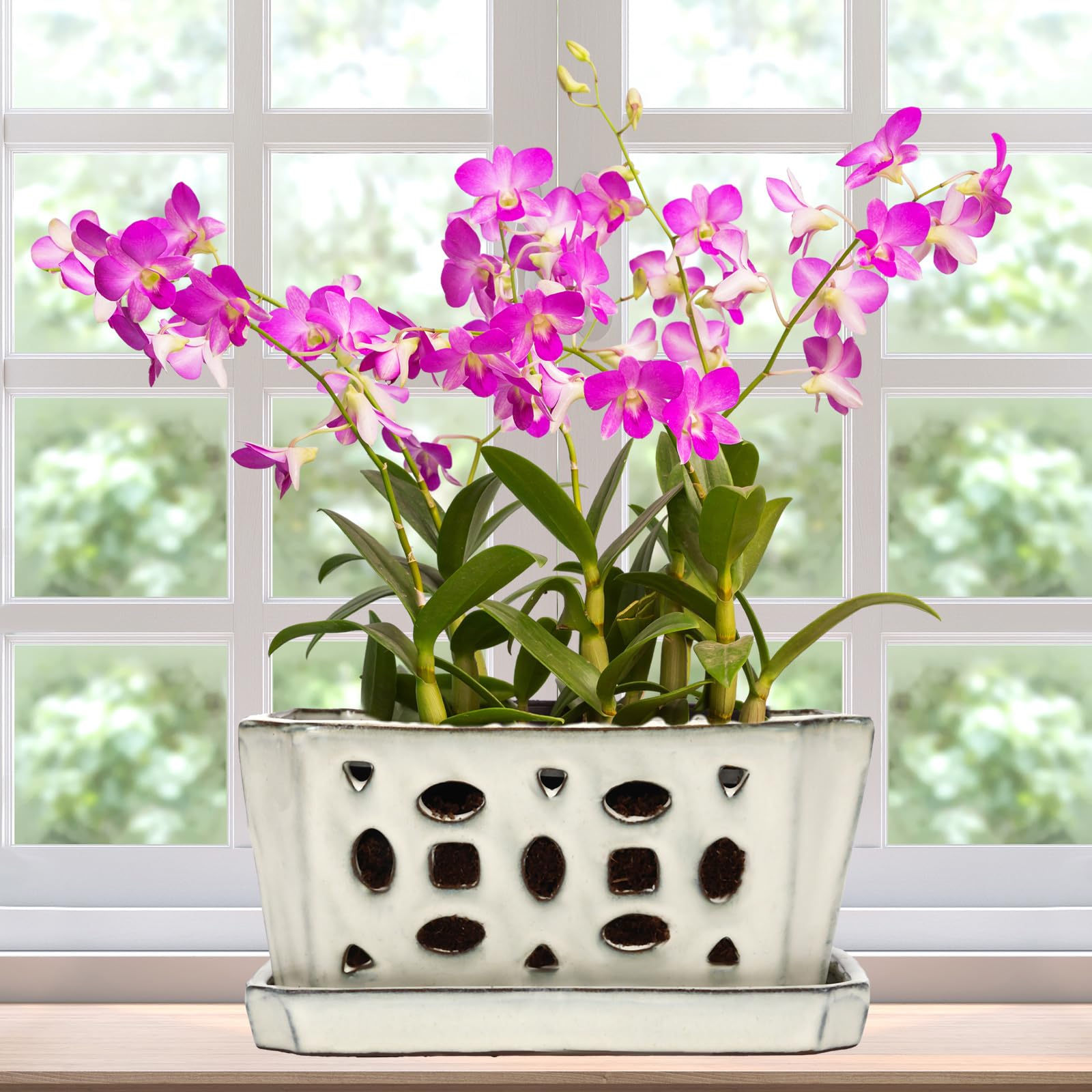 Teenyyou ceramic orchid pot front view showing clean white finish and benefit of elegant display