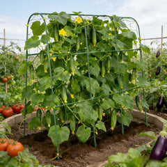 Tegarbed trellis in garden with cucumbers demonstrating improved air and light