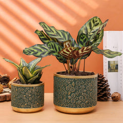 Ten-stone pot with succulent on windowsill showing sunlight-ready placement