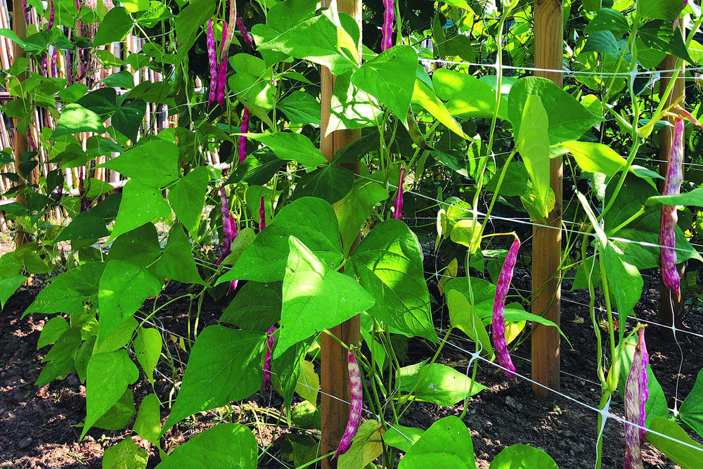 TENAX in a container garden stabilizing vines and simplifying harvest