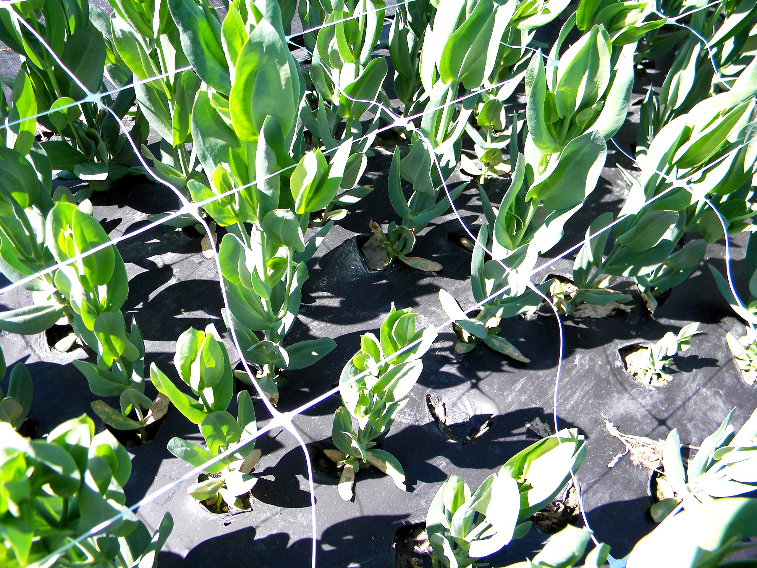 TENAX used horizontally above row to cradle heavy fruit and branches