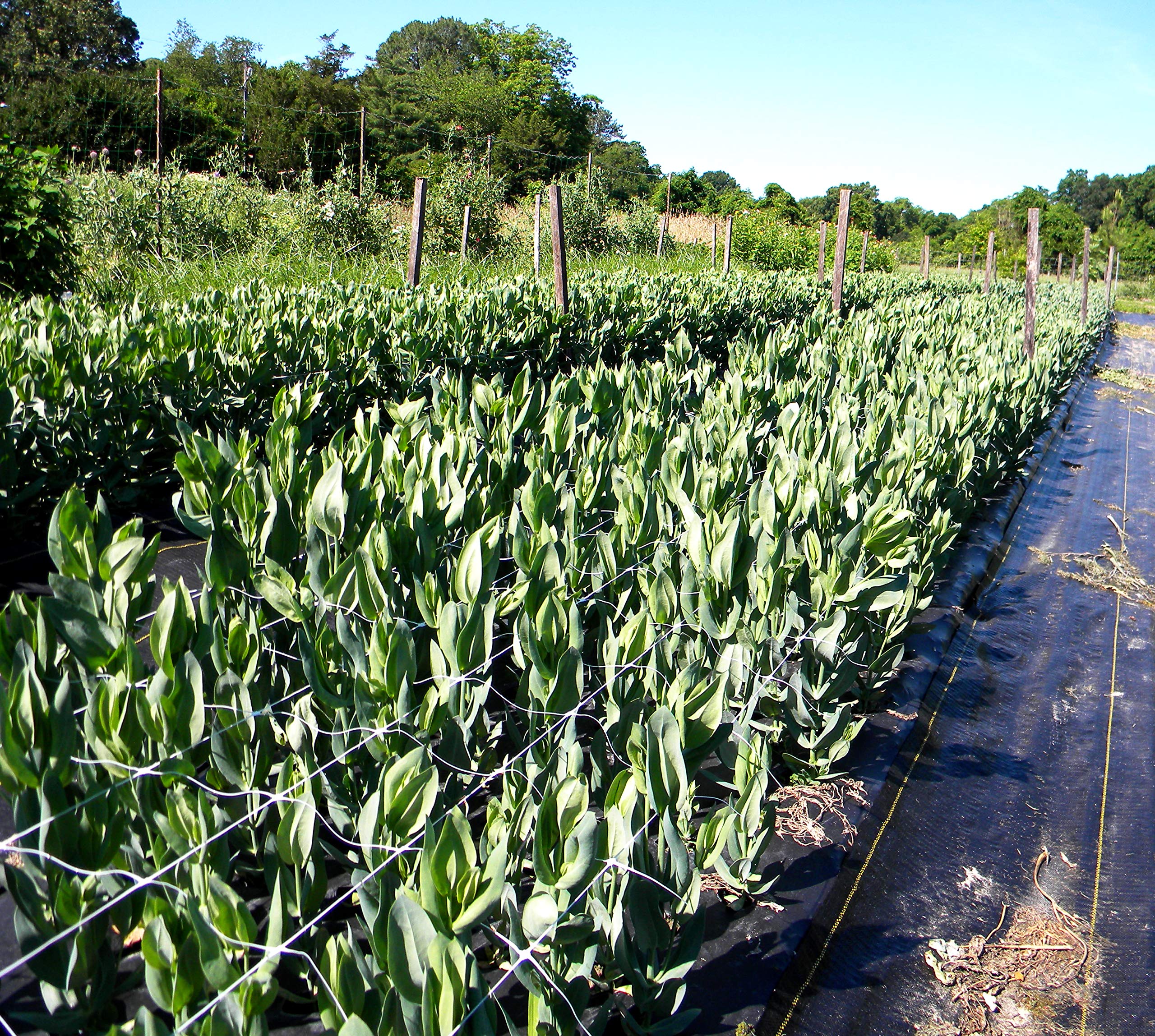 TENAX installed vertical trellis supporting climbing vegetables effectively