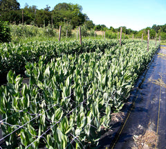 TENAX installed vertical trellis supporting climbing vegetables effectively