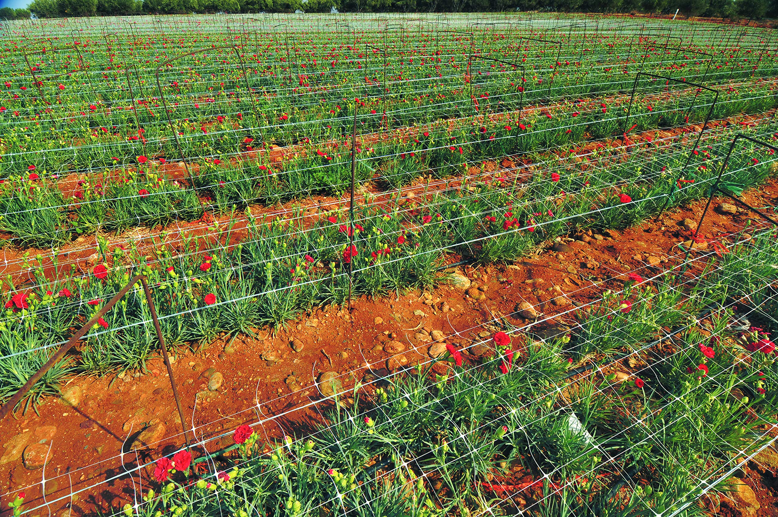 TENAX trellis laid horizontally across a planter increasing yield