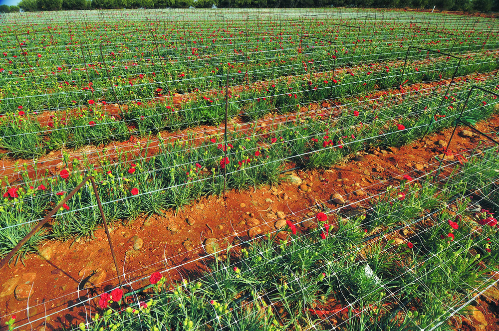 TENAX trellis laid horizontally across a planter increasing yield