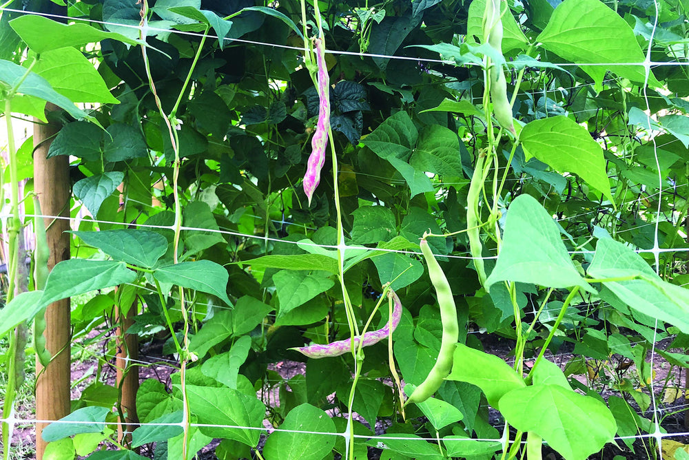 TENAX trellis used in hydroponic system improving plant support
