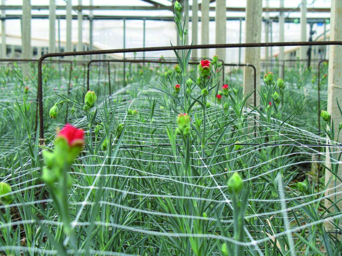 TENAX trellis installed vertically supporting tomato vines