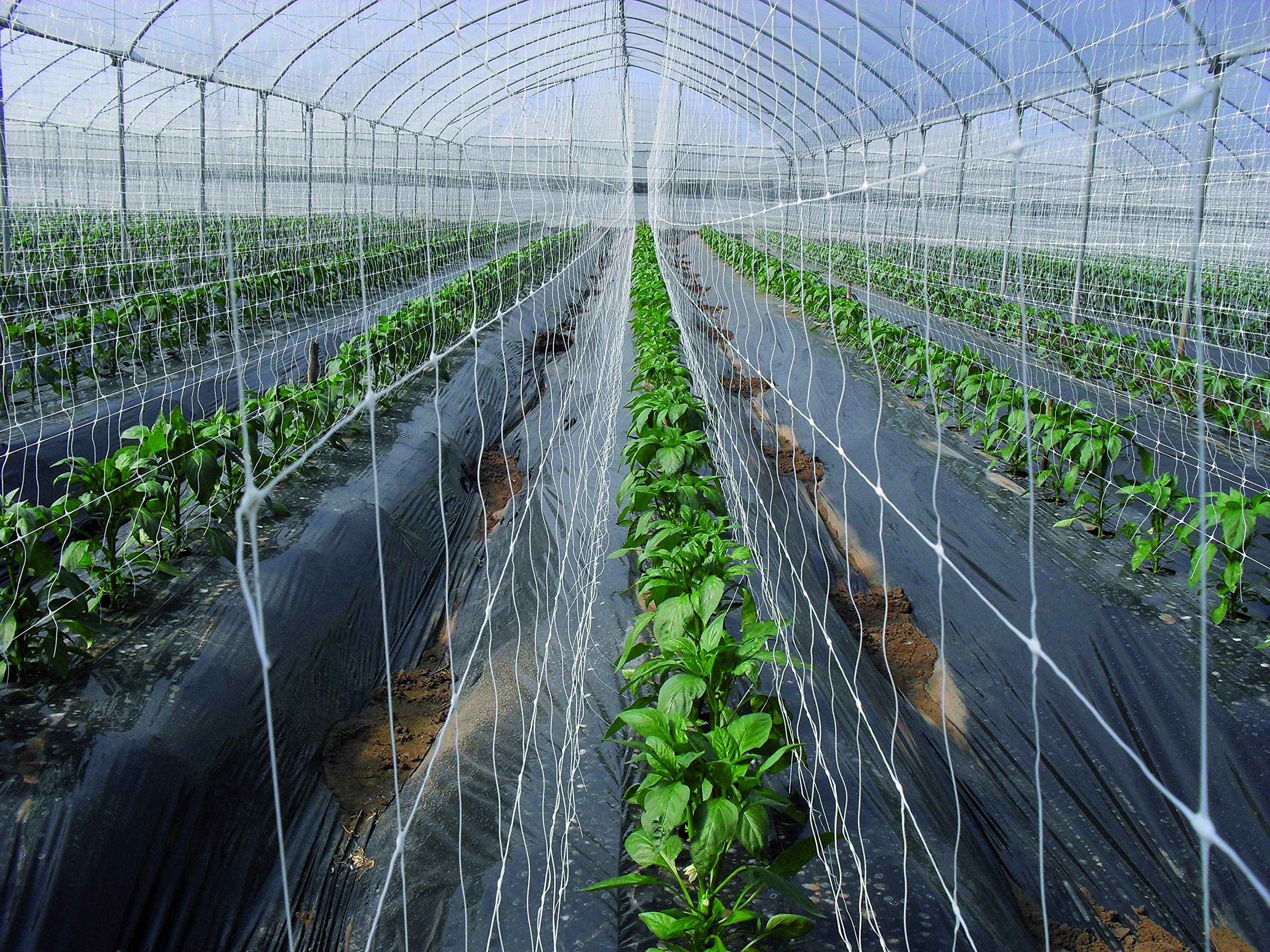 TENAX trellis label and dimensions clear for correct sizing