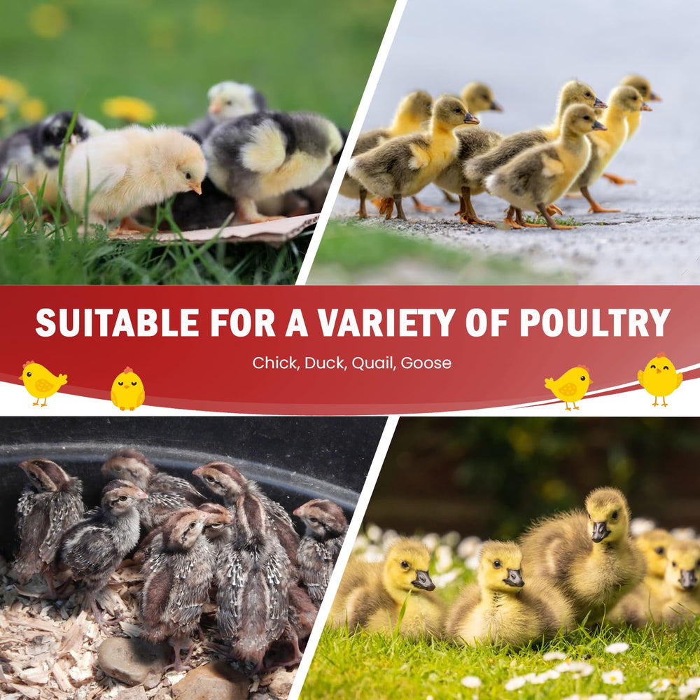 Tetuga brooder shown with chicks to demonstrate capacity and scale benefit