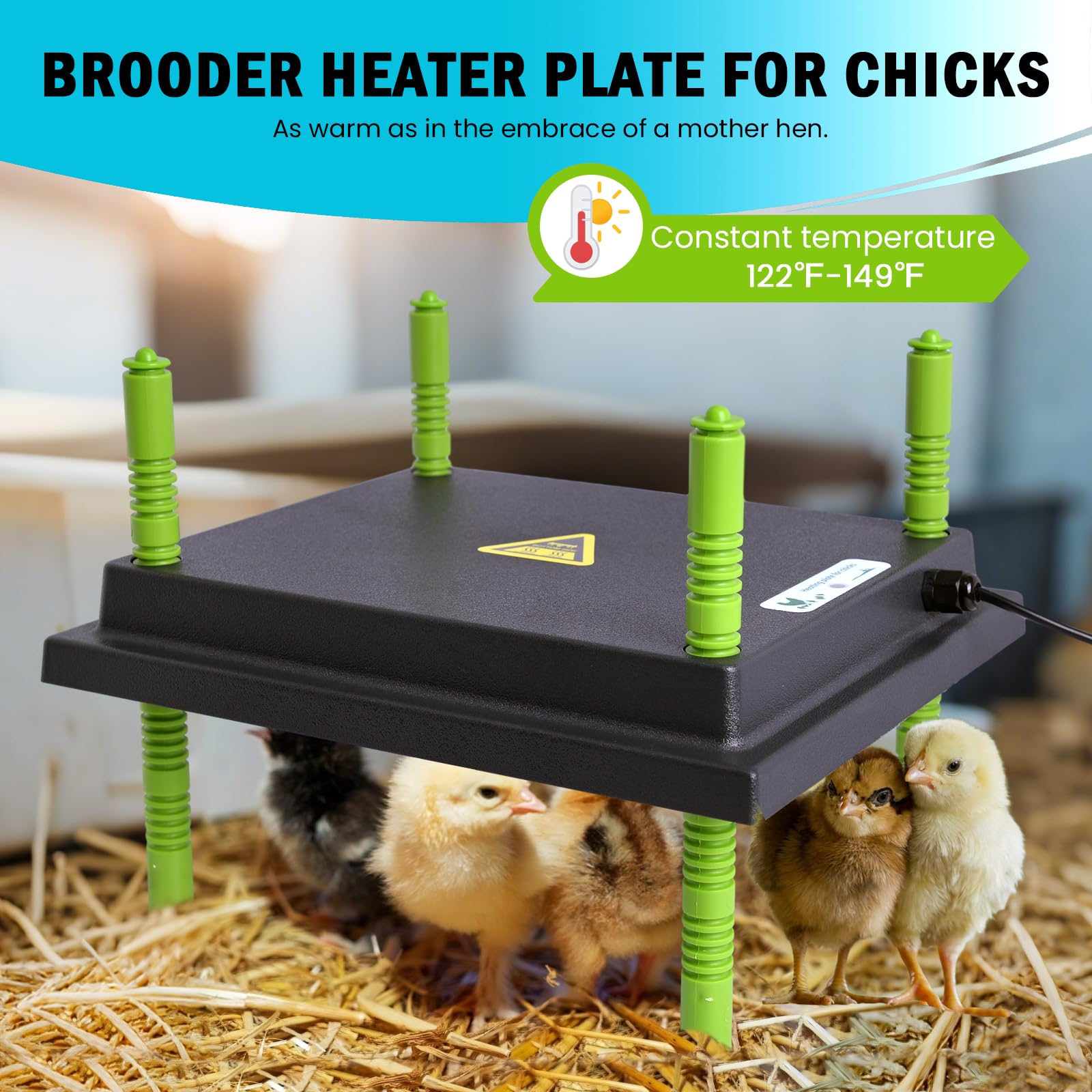 Tetuga chicks inside brooder on heating plate, comfortable gathering area