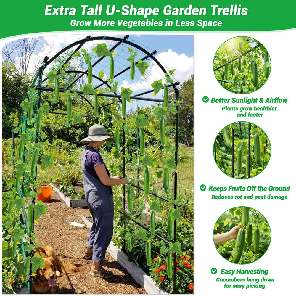 Tetutor arch supporting cucumbers and vines for easier harvesting