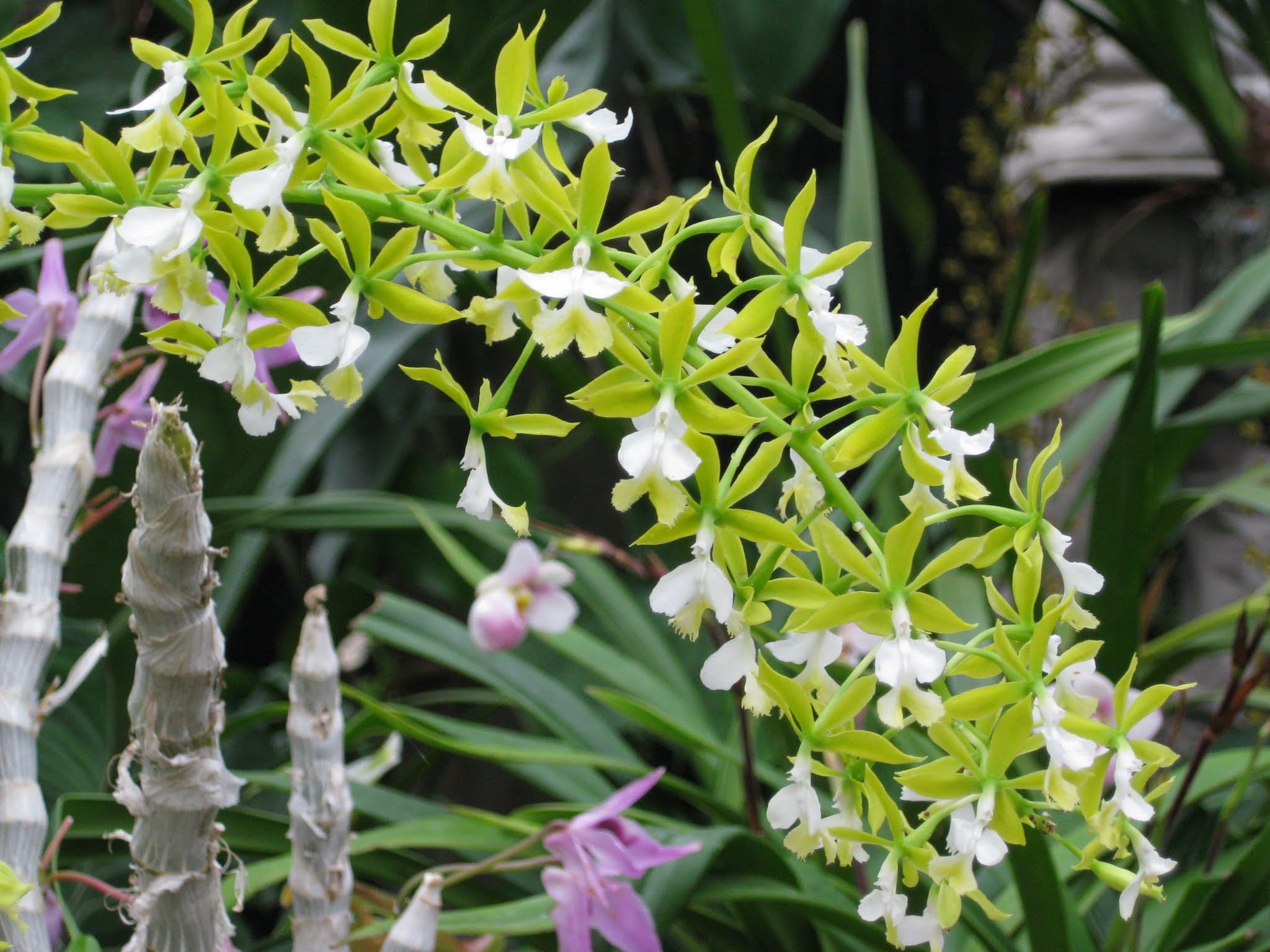 Tezula Plants mixed with bark and perlite showing customization for water control benefit