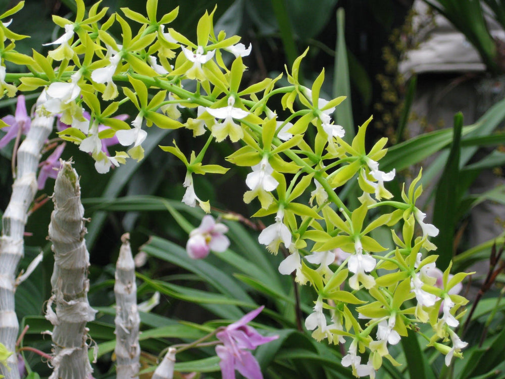 Tezula Plants mixed with bark and perlite showing customization for water control benefit