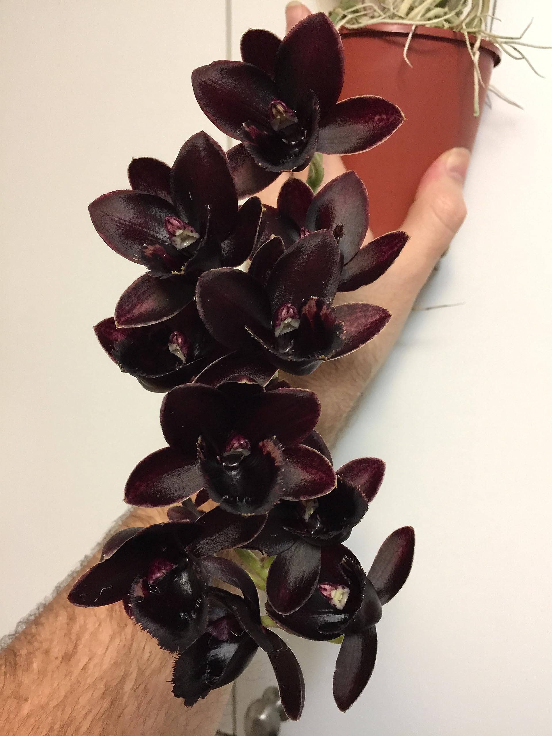 Tezula Plants product label showing sustainable New Zealand sourcing and purity benefit